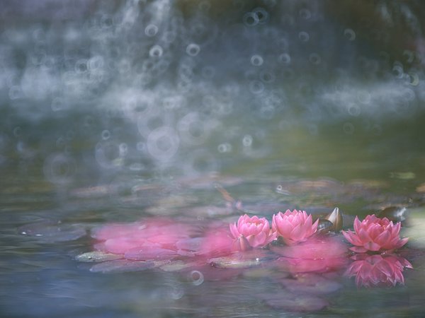 вода, кувшинки, розовые, цветение