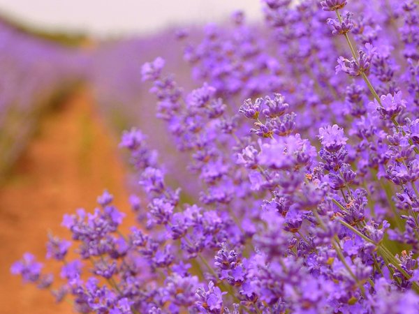 lavender, Purple flowers, лаванда