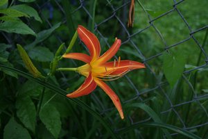 Обои на рабочий стол: Lily, macro, orange, лилия, макро, оранжевая