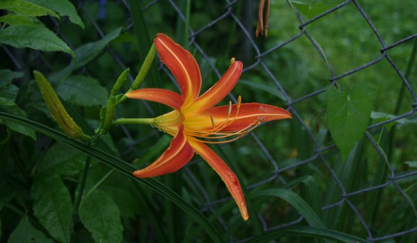 Обои на рабочий стол: Lily, macro, orange, лилия, макро, оранжевая