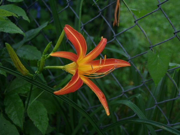 Lily, macro, orange, лилия, макро, оранжевая