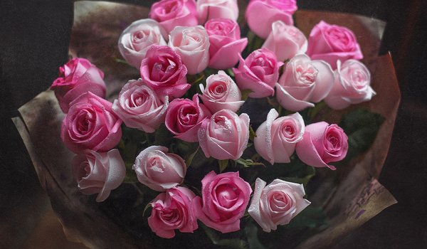 Обои на рабочий стол: Marina Baccardi, букет, бутоны, капли, розовые, розы