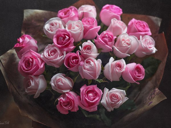 Marina Baccardi, букет, бутоны, капли, розовые, розы