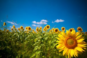 Обои на рабочий стол: field, nature, Sunflowers, подсолнухи, поле, природа
