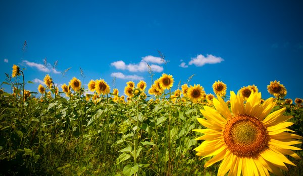 Обои на рабочий стол: field, nature, Sunflowers, подсолнухи, поле, природа