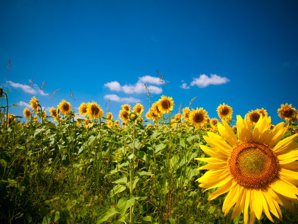 field, nature, Sunflowers, подсолнухи, поле, природа