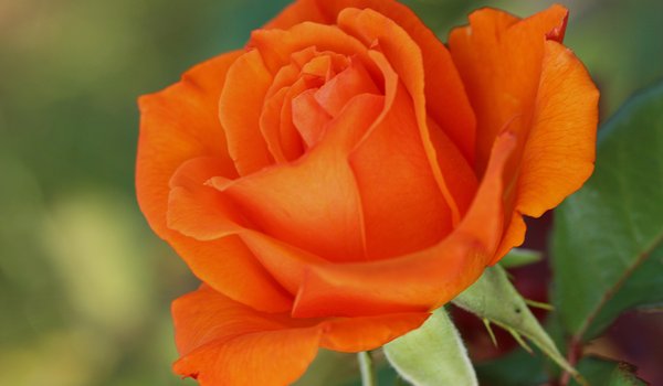 Обои на рабочий стол: Orange rose, макро, Оранжевая роза