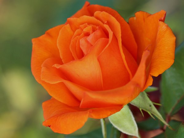 Orange rose, макро, Оранжевая роза
