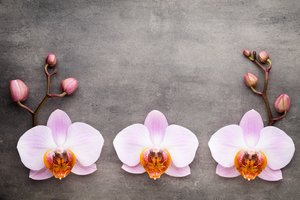 Обои на рабочий стол: flowers, orchid, pink, орхидея
