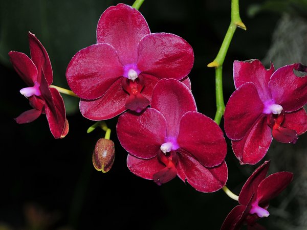 Flowering, flowers, orchids, орхидеи, цветение, цветы