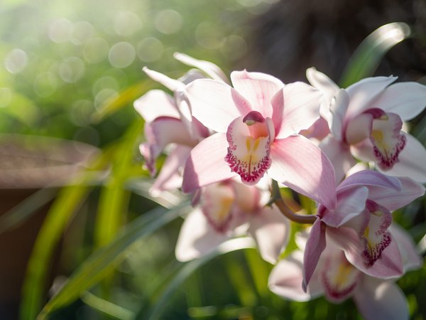 макро, орхидея, экзотика