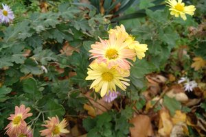 Обои на рабочий стол: autumn, fall, leaves, Yellow flowers, Жёлтые цветочки, листва, осень