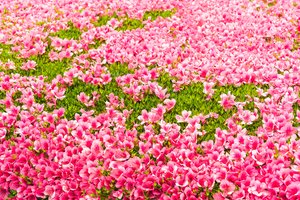 Обои на рабочий стол: blossom, flowers, grass, pink, бутоны, лужайка, розовые, трава, фон, цветы