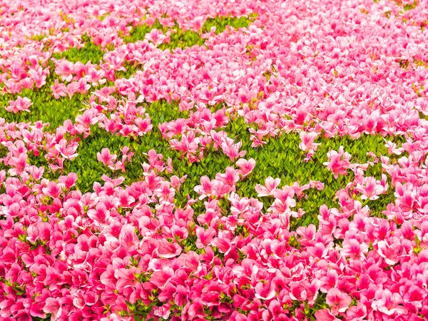 blossom, flowers, grass, pink, бутоны, лужайка, розовые, трава, фон, цветы