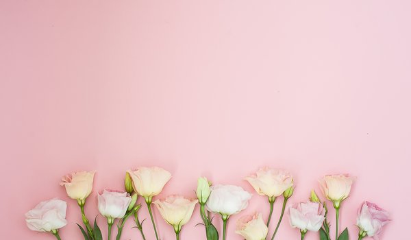 Обои на рабочий стол: eustoma, flowers, pink, розовые, фон, цветы, эустома