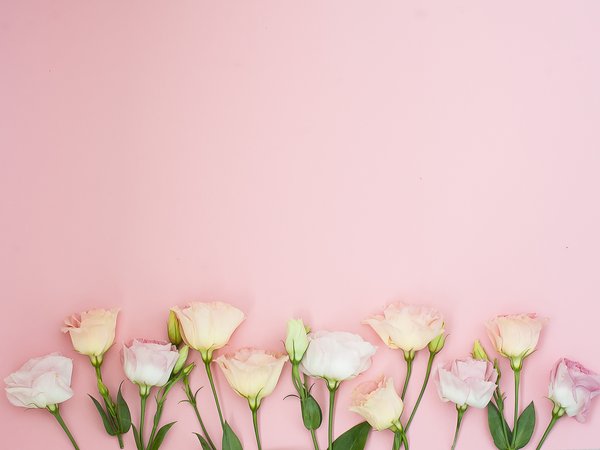 eustoma, flowers, pink, розовые, фон, цветы, эустома