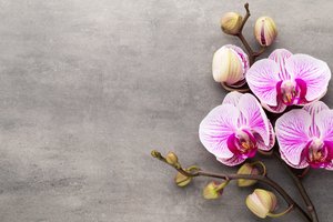 Обои на рабочий стол: flowers, orchid, pink, орхидея