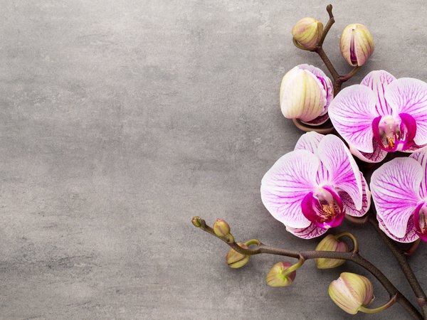 flowers, orchid, pink, орхидея