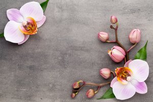 Обои на рабочий стол: orchid, pink, орхидея, цветы