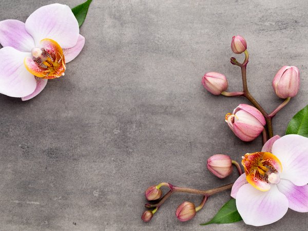 orchid, pink, орхидея, цветы