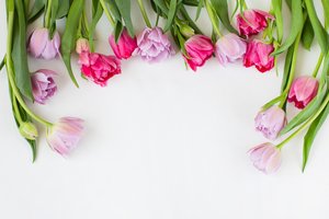 Обои на рабочий стол: flowers, pink, tulips, тюльпаны