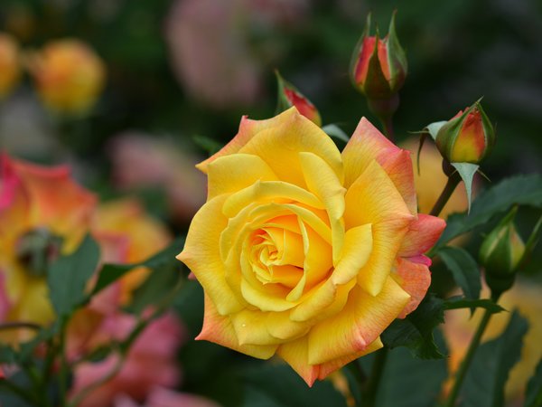 бутоны, жёлтая, природа, роза, цветок