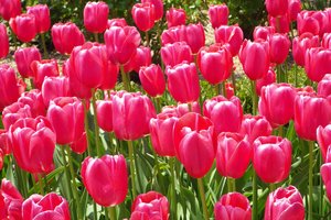 Обои на рабочий стол: dark pink, flowers, nature, spring, tulips, весна, природа, тёмно-розовые, тюльпаны