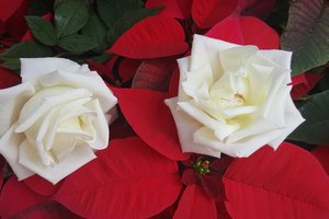 Обои на рабочий стол: белые розы, дуэт, пуансеттия, розы