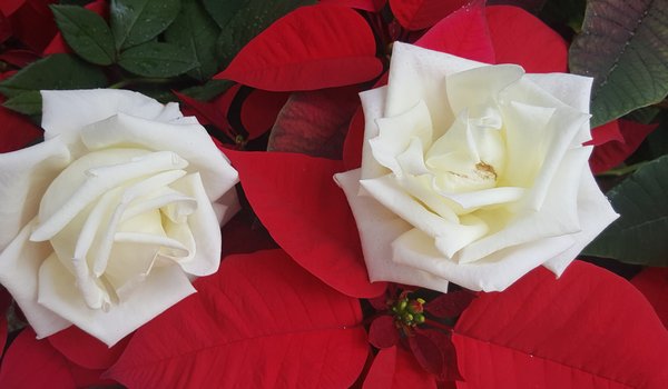 Обои на рабочий стол: белые розы, дуэт, пуансеттия, розы