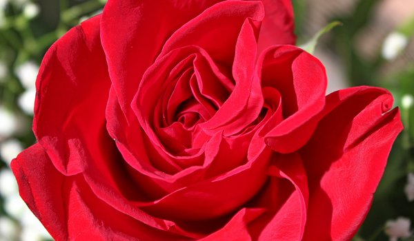 Обои на рабочий стол: macro, Red rose, красная роза, макро