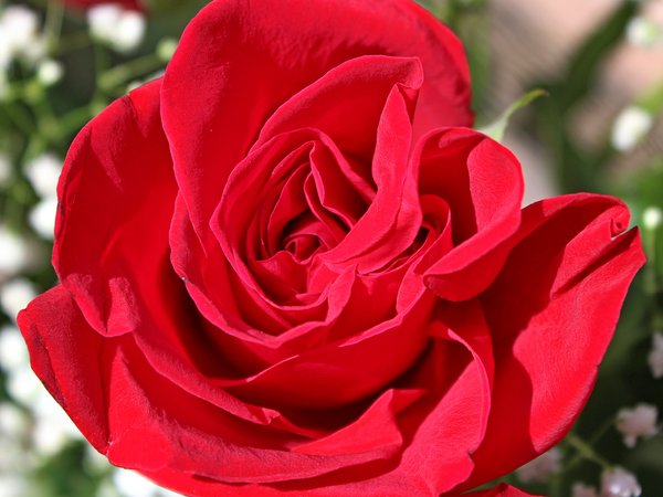macro, Red rose, красная роза, макро