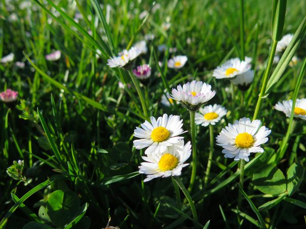 Daisy, field, grass, marguerite, summer, лето, маргаритки, поле, трава