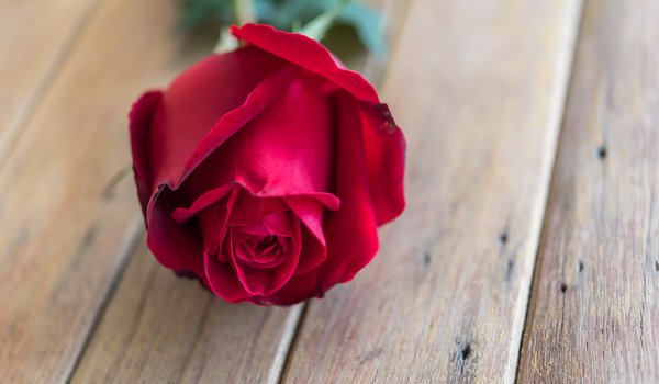 Обои на рабочий стол: bud, flower, red, romantic, rose, wood, бутон, красная роза, розы, цветок