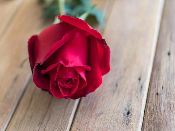 bud, flower, red, romantic, rose, wood, бутон, красная роза, розы, цветок