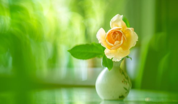 Обои на рабочий стол: ваза, жёлтая, размытость, роза