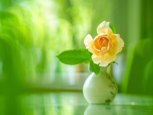 ваза, жёлтая, размытость, роза