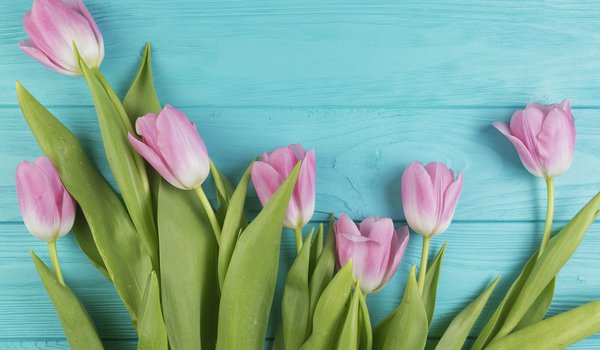 Обои на рабочий стол: flowers, fresh, pink, spring, tender, tulips, wood, доска, розовые, тюльпаны, цветы