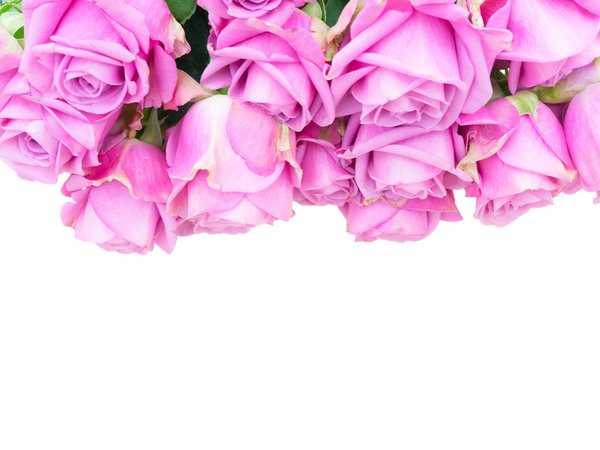 flowers, pink, roses, букет, розовые розы, розы