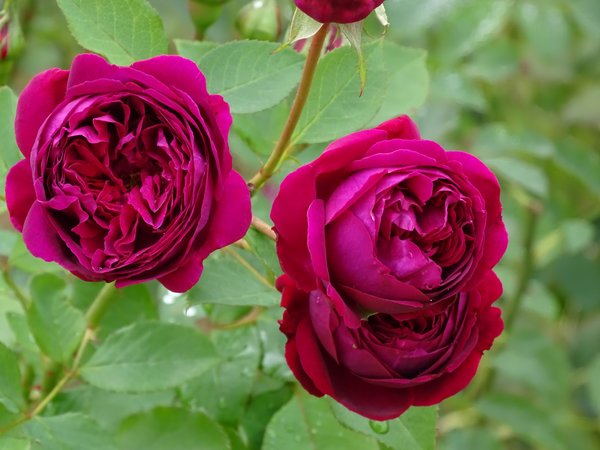 flowers, Pink roses, roses, розовые розы, розы