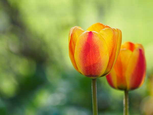 весна, лепестки, тюльпан