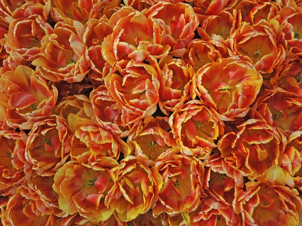 лепестки, много, оранжевые, текстура, тюльпаны
