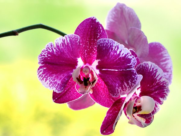 лепестки, орхидея, цветок
