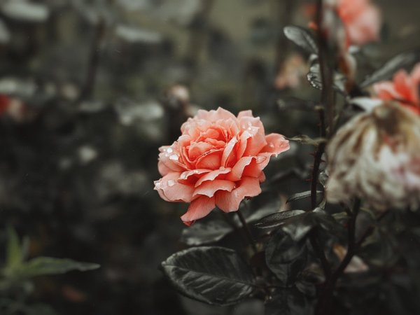 коралЛовый, нежный, роза, цветок
