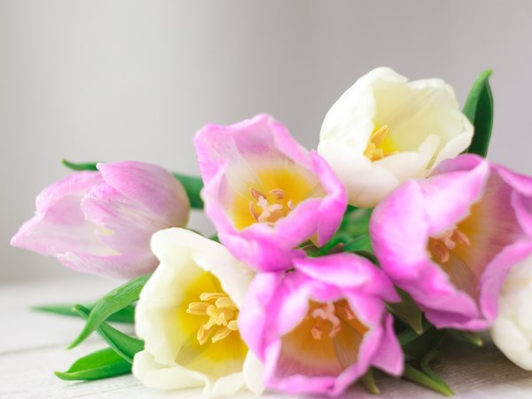 flowers, fresh, love, pink, romantic, spring, tulips, white, букет, розовые, тюльпаны, цветы