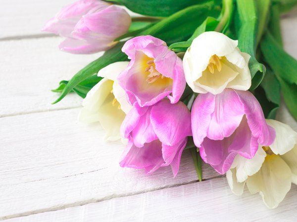 flowers, fresh, pink, spring, tulips, white, букет, розовые, тюльпаны, цветы