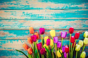 Обои на рабочий стол: colorful, flowers, grunge, tulips, wood, доски, тюльпаны, цветы