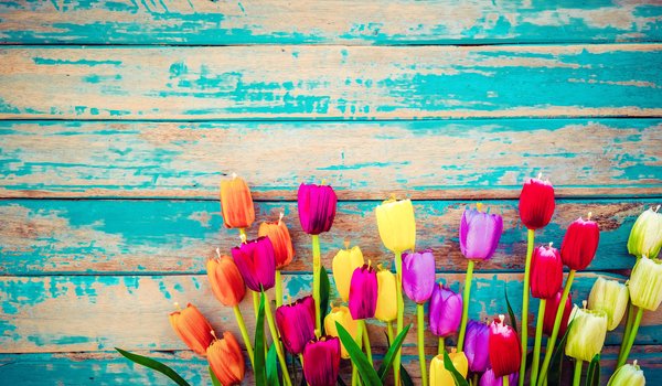 Обои на рабочий стол: colorful, flowers, grunge, tulips, wood, доски, тюльпаны, цветы
