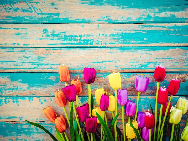 colorful, flowers, grunge, tulips, wood, доски, тюльпаны, цветы