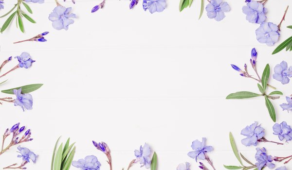 Обои на рабочий стол: Floral, flowers, frame, violet, рамка, фиолетовые, фон, цветы