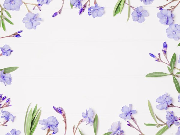Floral, flowers, frame, violet, рамка, фиолетовые, фон, цветы
